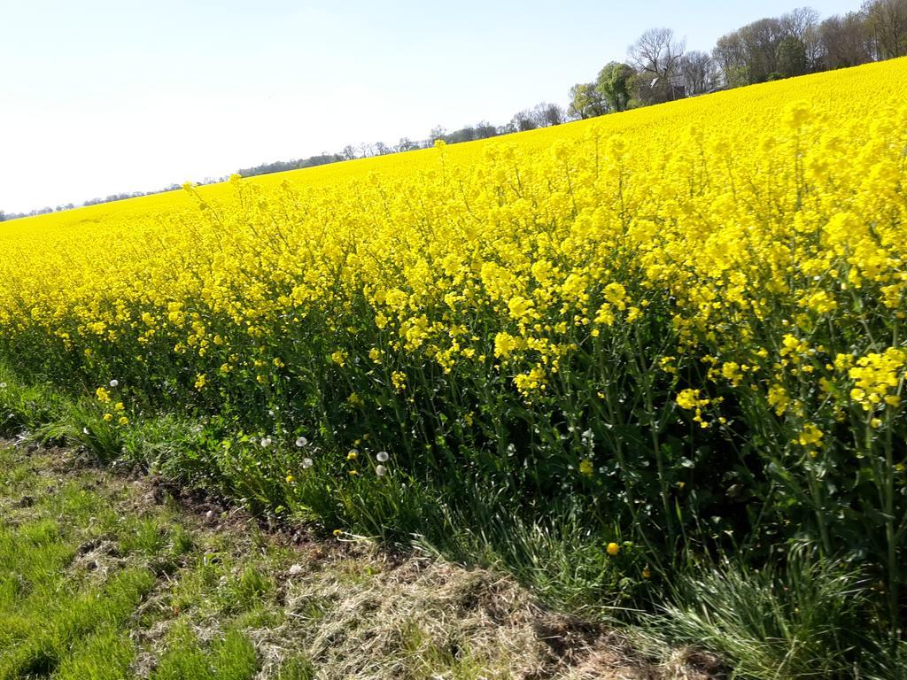 Ferienwohnungen Ruegen Findling Breege Exteriör bild